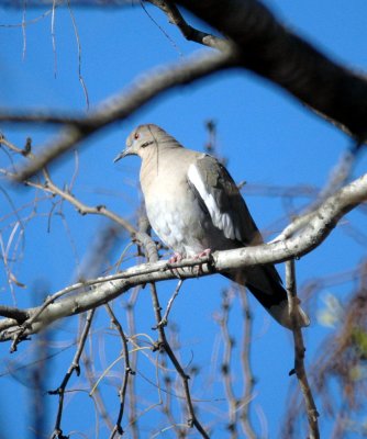 Pigeons and Doves