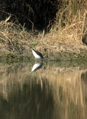 Sandpipers Phalaropes, and Allies