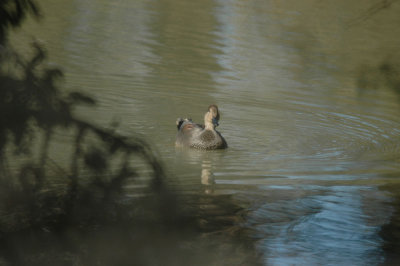 1 1 11Cooks 073gadwall.jpg