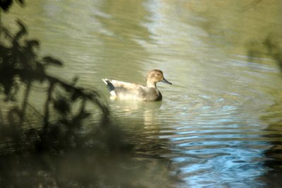 1 1 11Cooks 074gadwall.jpg