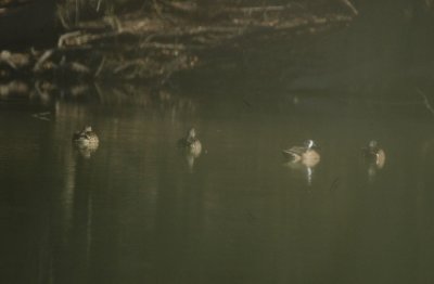 1 1 11Cooks 078bluewingedteal.jpg