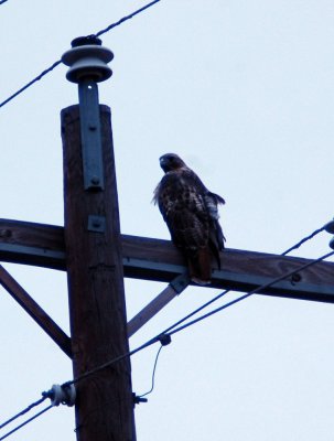 kites, hawks, eagles and allies