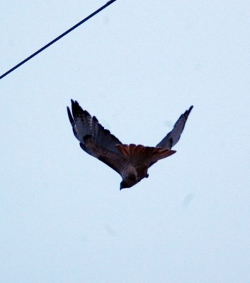 13Texas 006redtailhawk.jpg