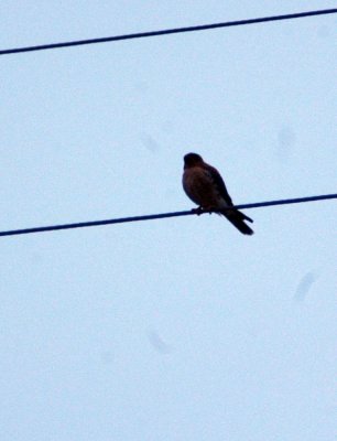 13Texas 009americanKestrel.jpg