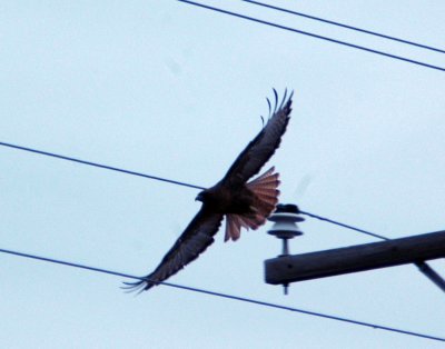 13Texas 012darkmorphredtail.jpg