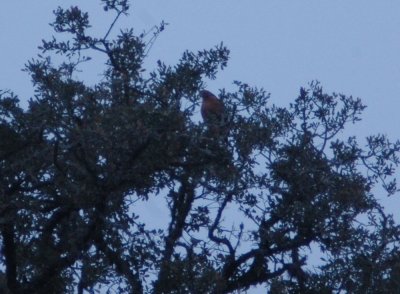 14texasbirds 011redshoulderedhawk.jpg
