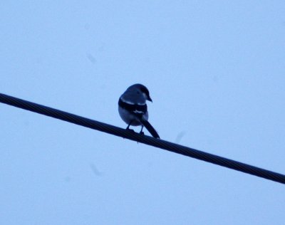 14texasbirds 020loggerheadshrike.jpg