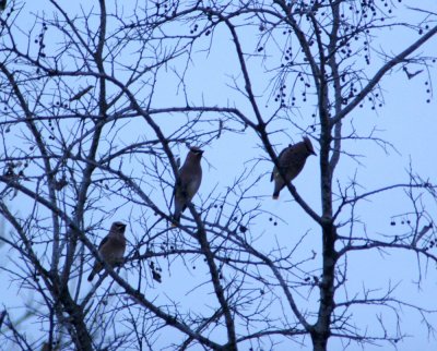 Waxwings