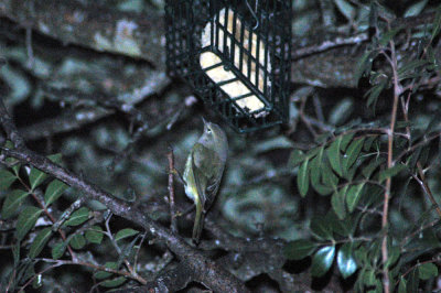14texasbirds 039orangecrownedwarbler.jpg