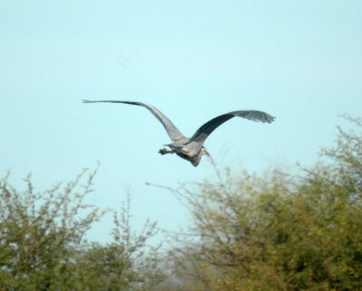 15cooks 020greatblueheron.jpg