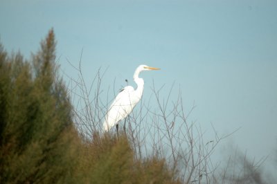15cooks 032greatEgret.jpg