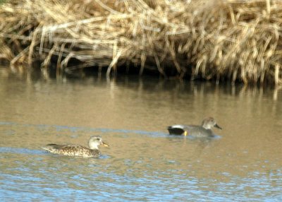 15cooks 039gadwalls.jpg