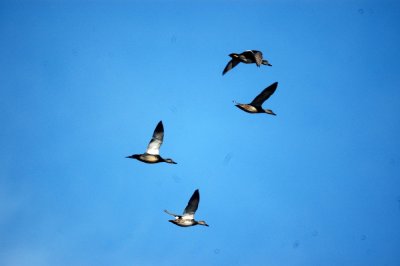 15cooks 049gadwalls.jpg