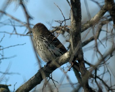 15cooks 052longtailedthrasher.jpg