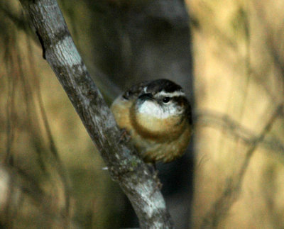 15cooks 056CarolinaWren.jpg