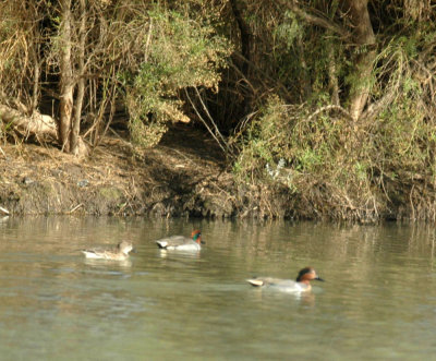 15cooks 068GreenwingedTeal.jpg
