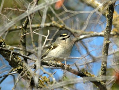 15cooks 102goldencrownedkinglet.jpg