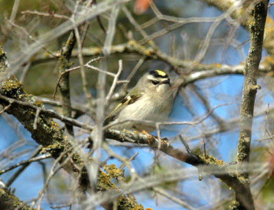 15cooks 103goldencrownedkinglet.jpg