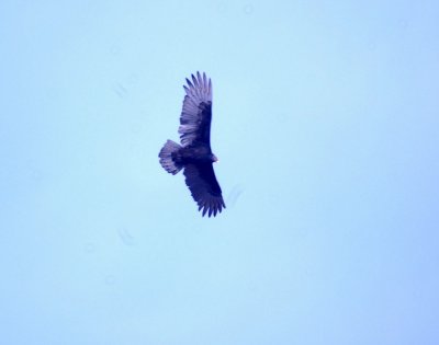16cooks 014turkeyvulture.jpg