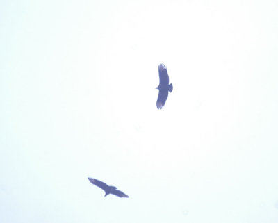 16cooks 037blackVulture.jpg