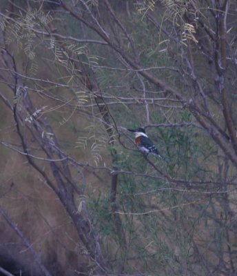 16cooks 045greenkingfisher.jpg