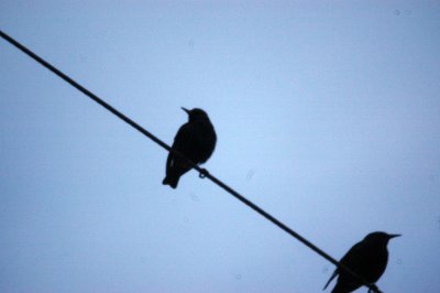 17texasbirds 007starling.jpg