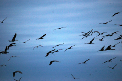 17texasbirds 010sandhillcranes.jpg