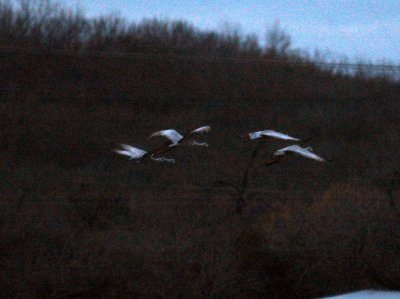 17texasbirds 024sandhills.jpg