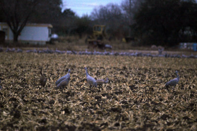 17texasbirds 033sandhillcranes.jpg