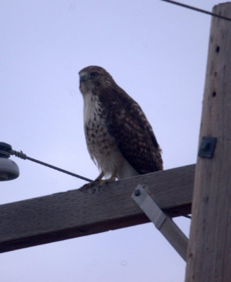 17texasbirds 040redtail.jpg