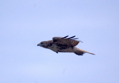 17texasbirds 042redtail.jpg