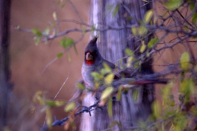 17texasbirds 056pyrrhuloxia.jpg