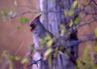 17texasbirds 057pyrrhuloxia.jpg