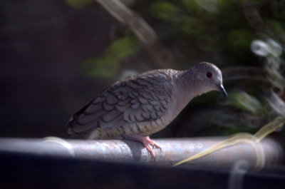 17texasbirds 105incazzzzzzzzzzzzzzz.jpg