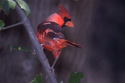 17texasbirds 116cardinal.jpg