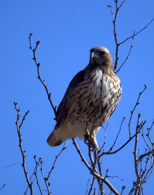 17texasbirds 138redtailedhawk.jpg