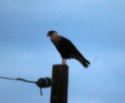 17texasbirds 003crestedcaracaraa.jpg