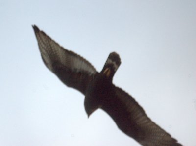 18zavala 018zonetailed.jpg