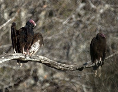 19zavala 077turkeyvultures.jpg