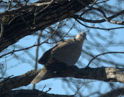 19zavala 095EurasianCollaredDove.jpg