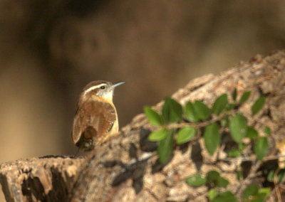 19zavala 104carolinaWren.jpg