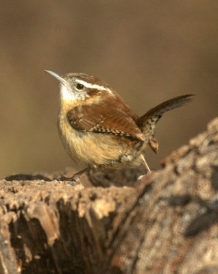 19zavala 109carolinaWren.jpg