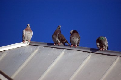 19zavala 004rockpigeons.jpg