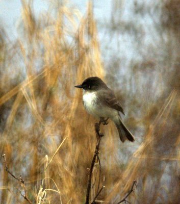 110fishhatchery 014easternPhoebe.jpg