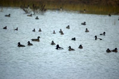 110fishhatchery 019waterfowlRingedneck.jpg