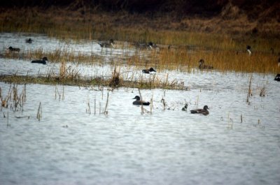110fishhatchery 020waterfowlpintailshoveler.jpg