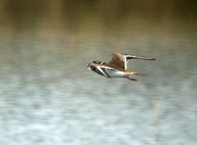 110fishhatchery 022killdeer.jpg