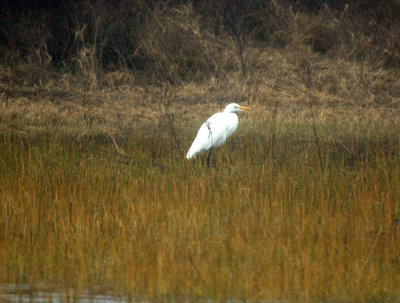 110fishhatchery 025greatEgret.jpg