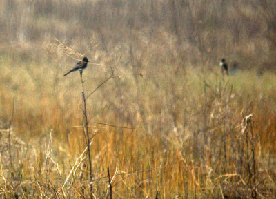 110fishhatchery 029phoebes.jpg