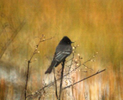 110fishhatchery 034blackphoebe.jpg